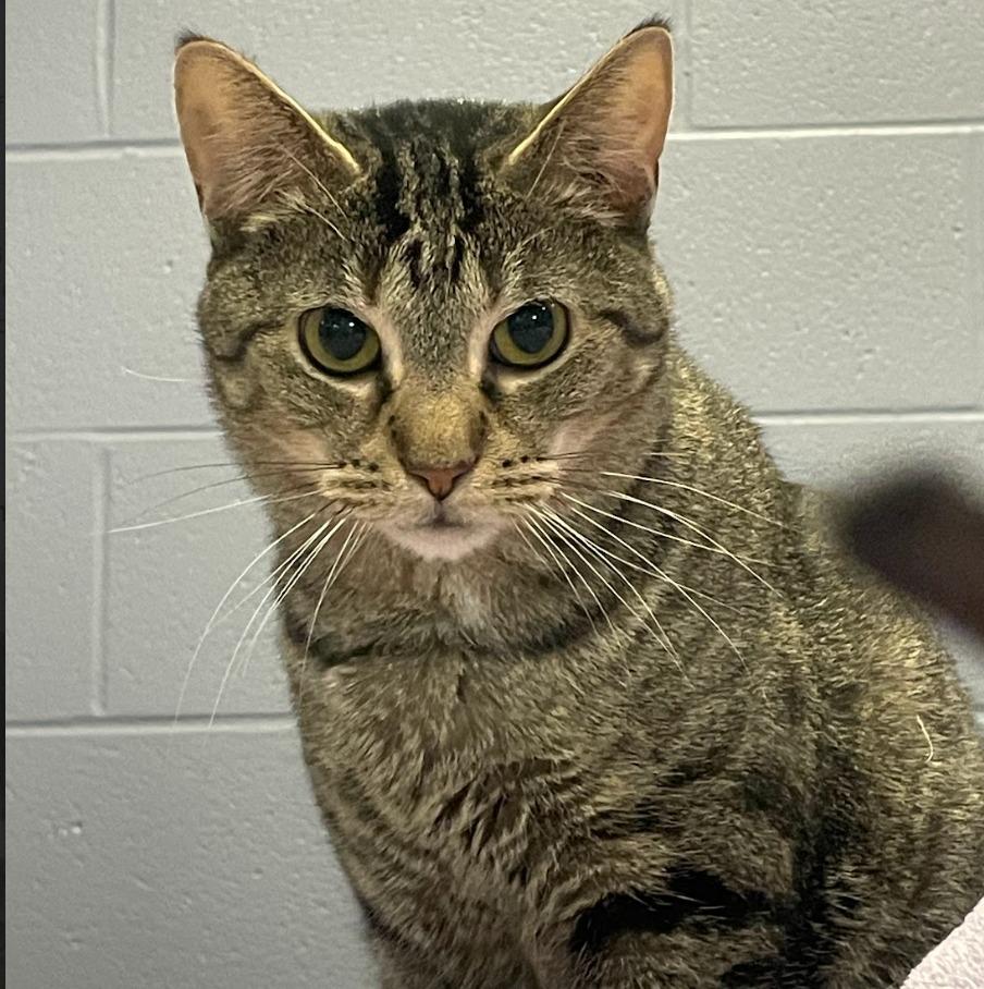 Enlarge Cinnamon, a Adoptable mixed breed in South Bend, IN image 1/5