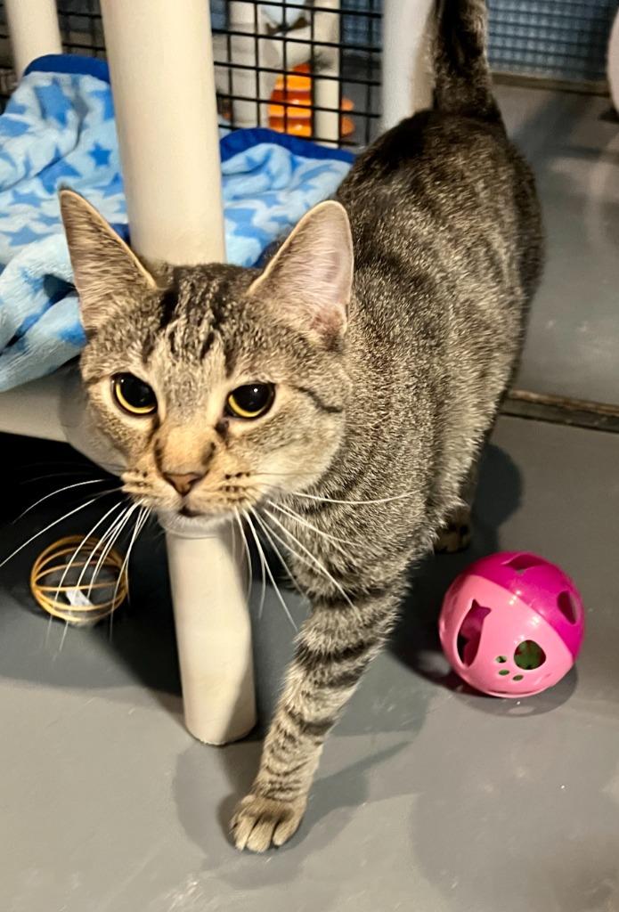 Enlarge Cinnamon, a Adoptable mixed breed in South Bend, IN image 2/5