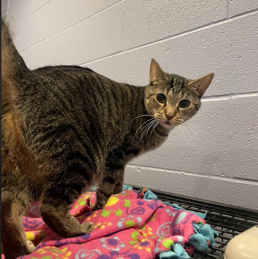 Enlarge Cinnamon, a Adoptable mixed breed in South Bend, IN image 3/5