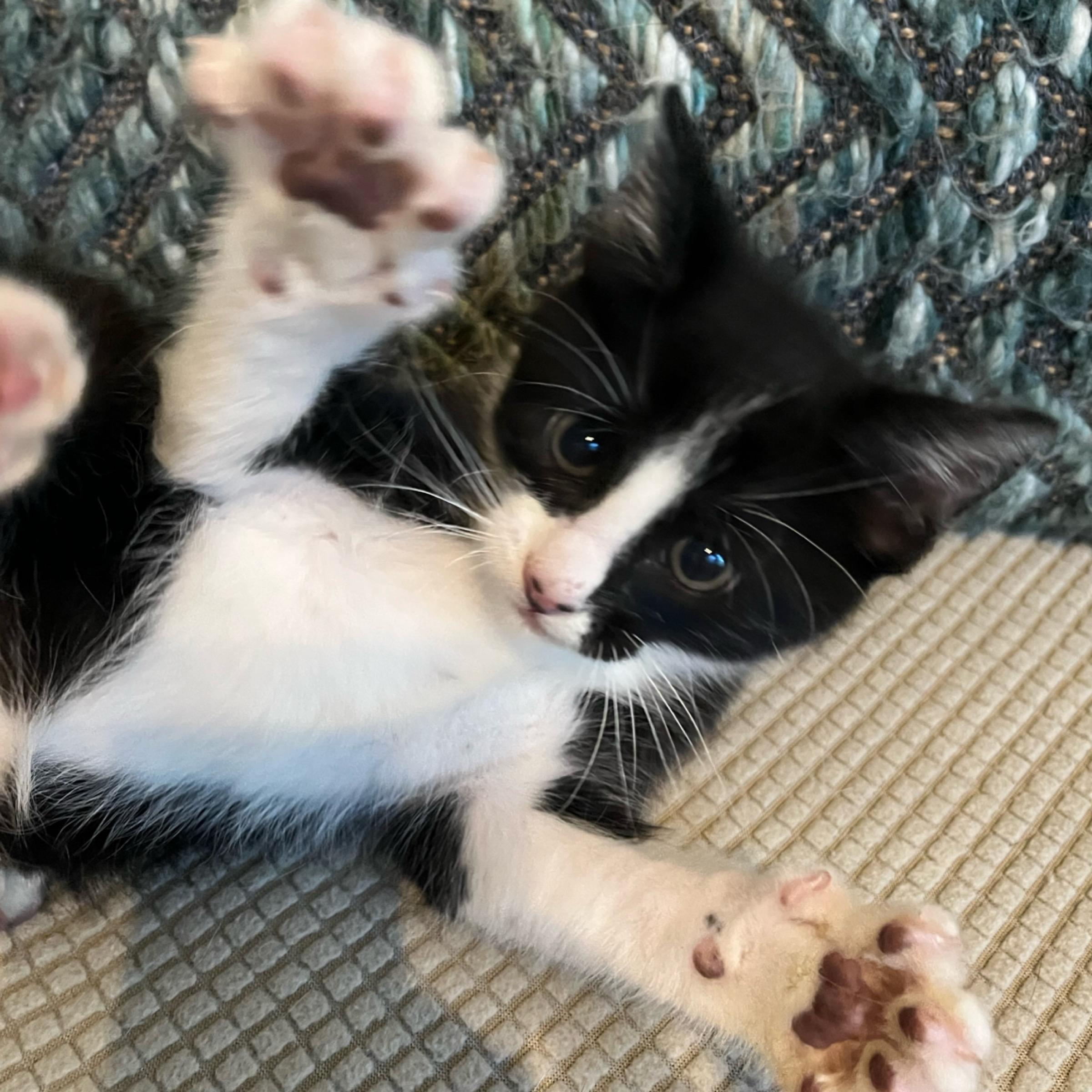 Loki, adopted, Kitten Male Tuxedo & Domestic Medium Hair.