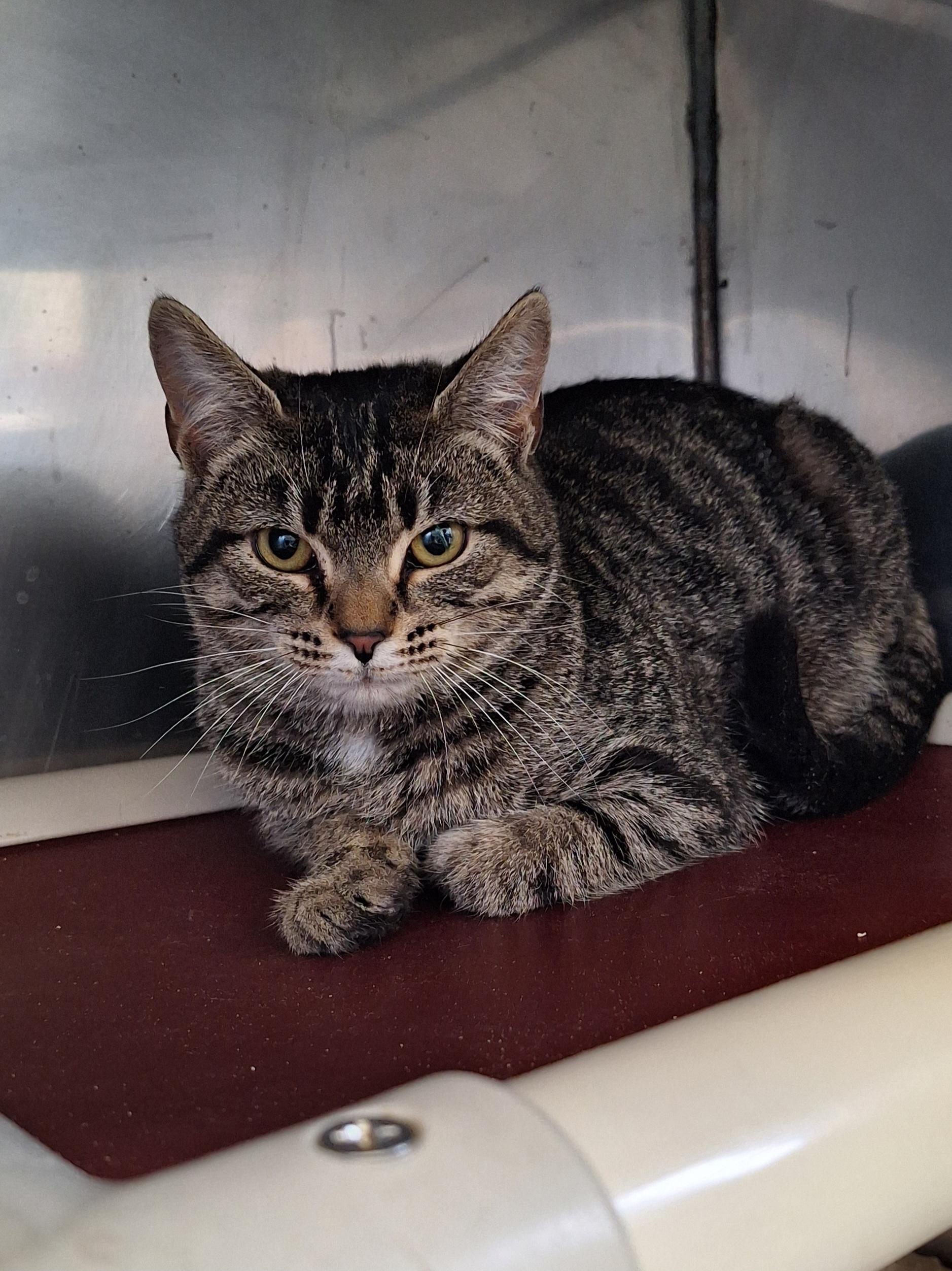 Bonnie, an adopted Tabby in Stanton, KY image 2/4