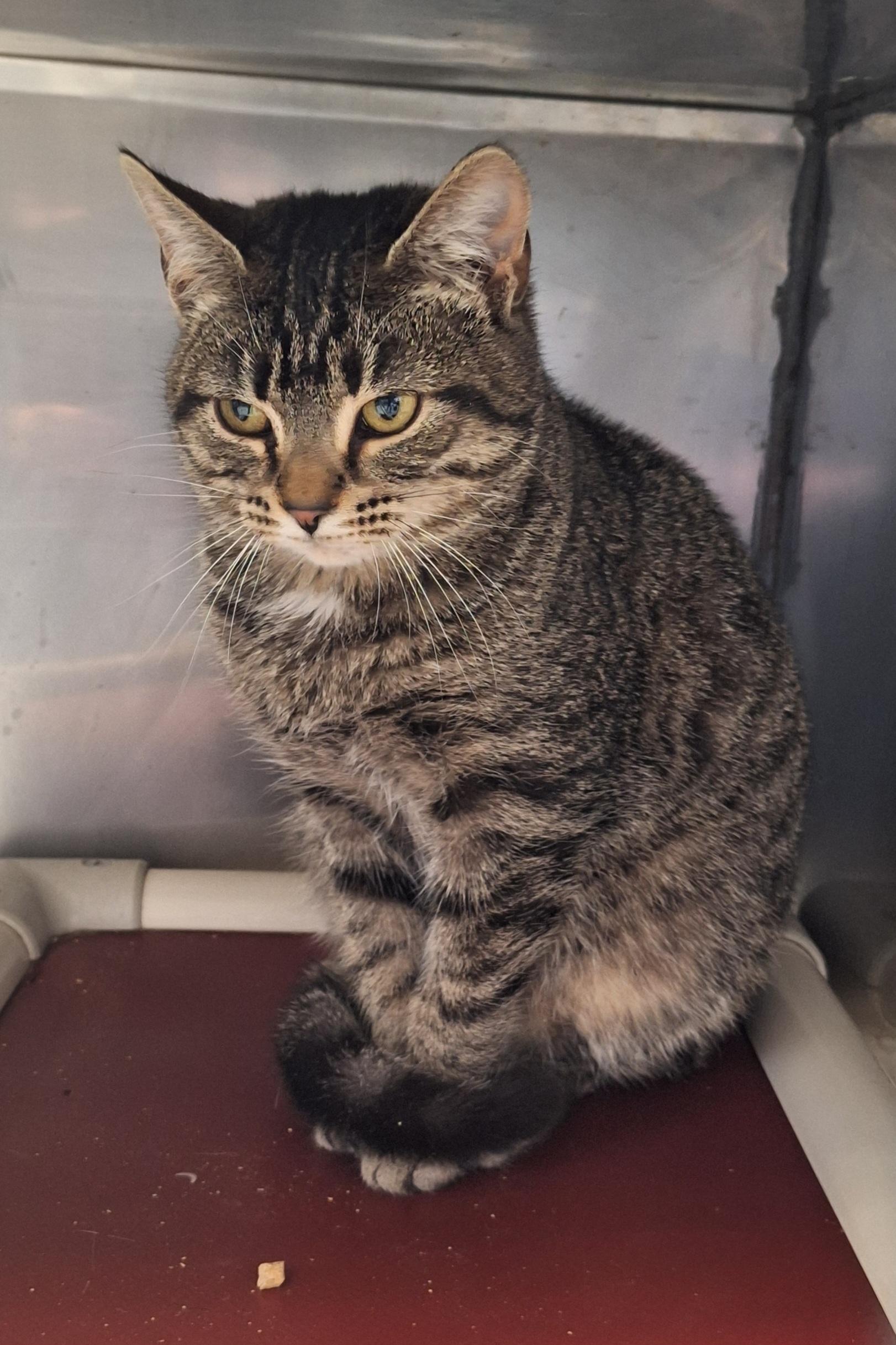 Bonnie, an adopted Tabby in Stanton, KY image 1/4