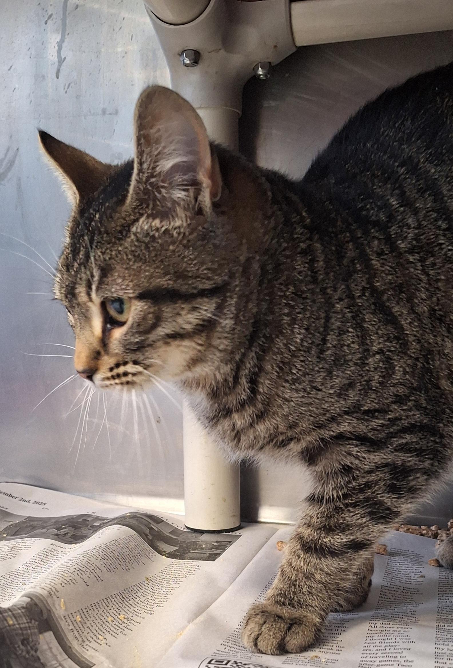 Bonnie, an adopted Tabby in Stanton, KY image 3/4