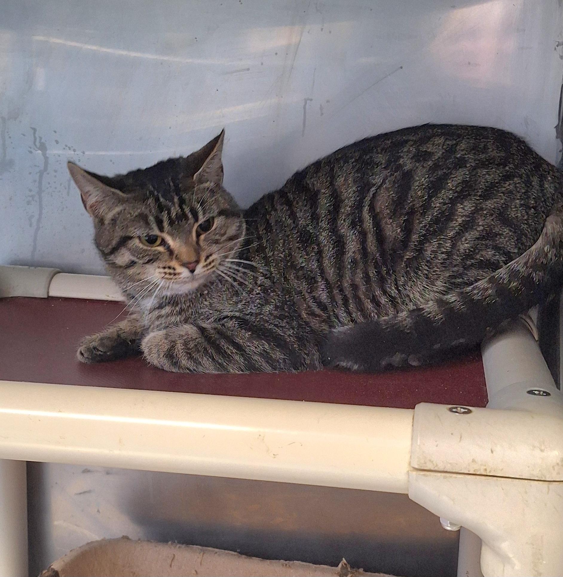 Bonnie, an adopted Tabby in Stanton, KY image 4/4