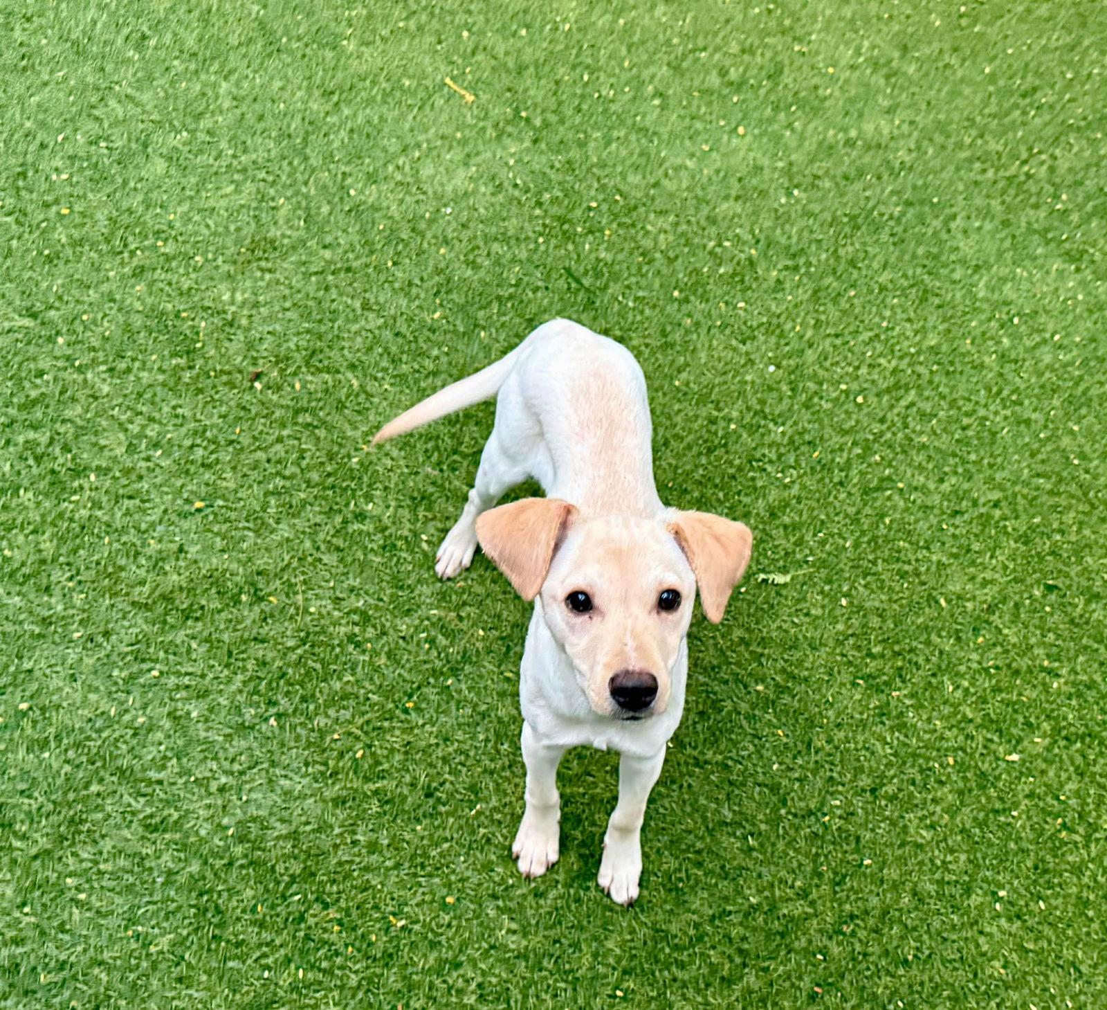 Billy, Adoptable, Puppy Male Labrador Retriever.