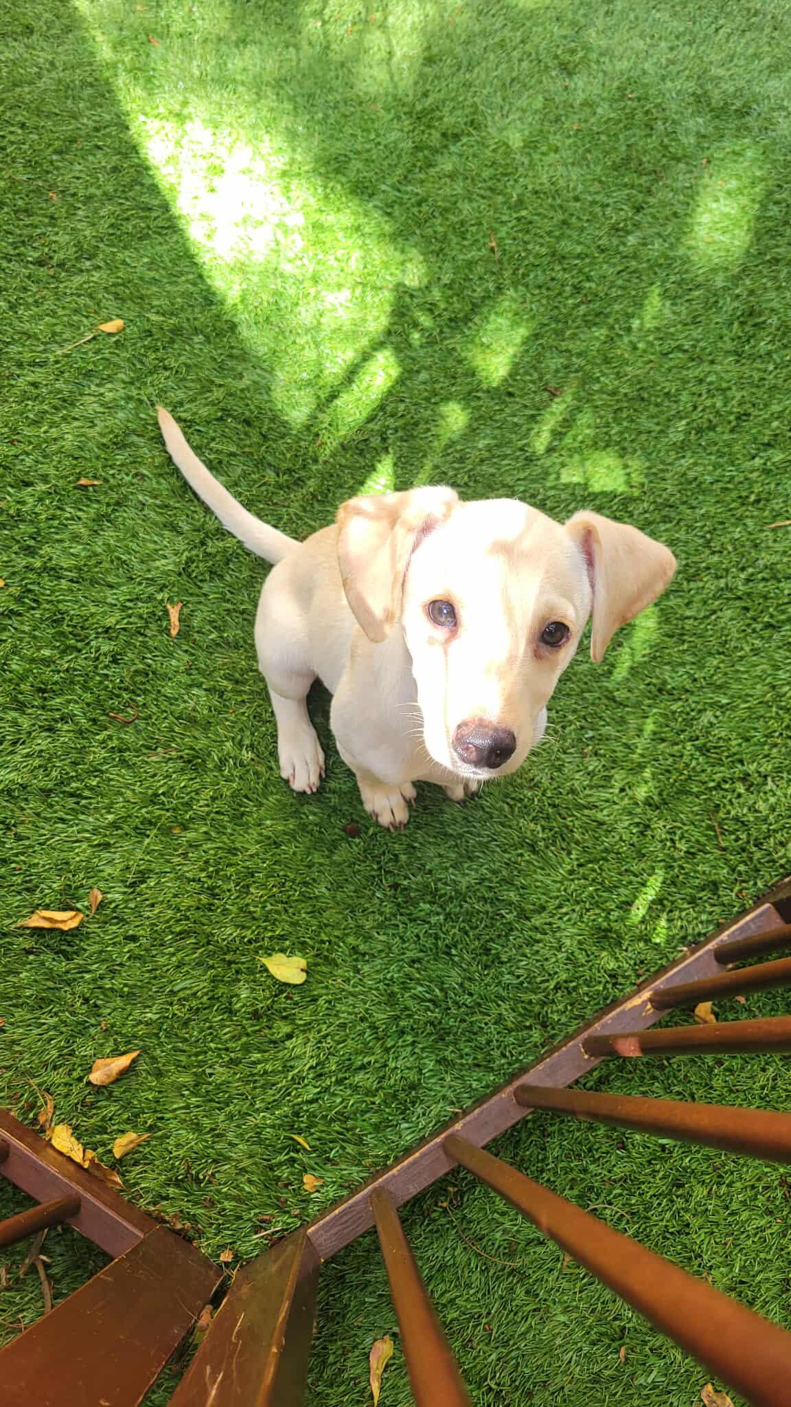 Billy, Adoptable, Puppy Male Labrador Retriever.