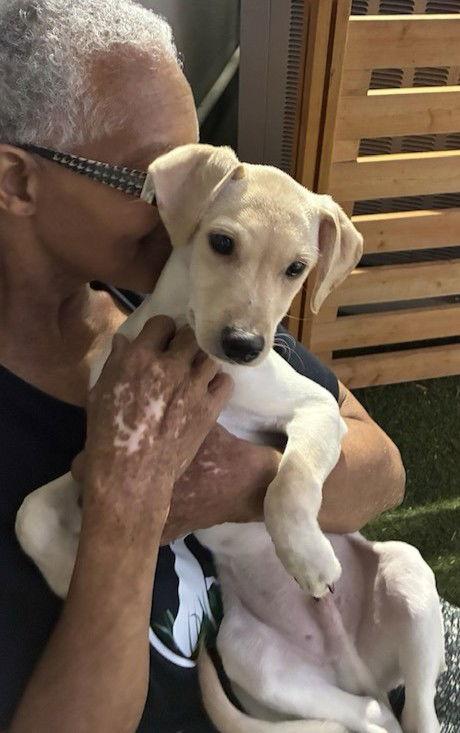 Billy, a Adoptable Labrador Retriever in Pompano Beach, FL image 2/3