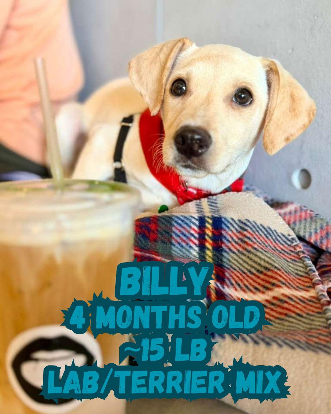 Billy, a Adoptable Labrador Retriever in Pompano Beach, FL image 3/3