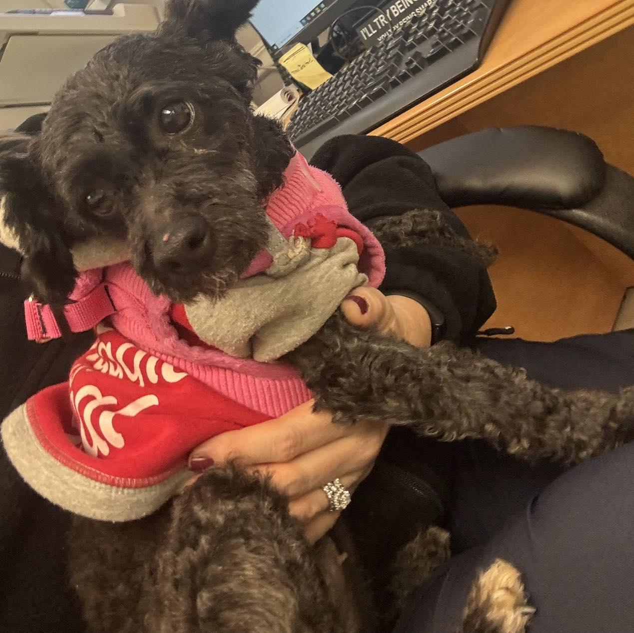 Darci & Benji, adopted, Adult Male Poodle (Toy).