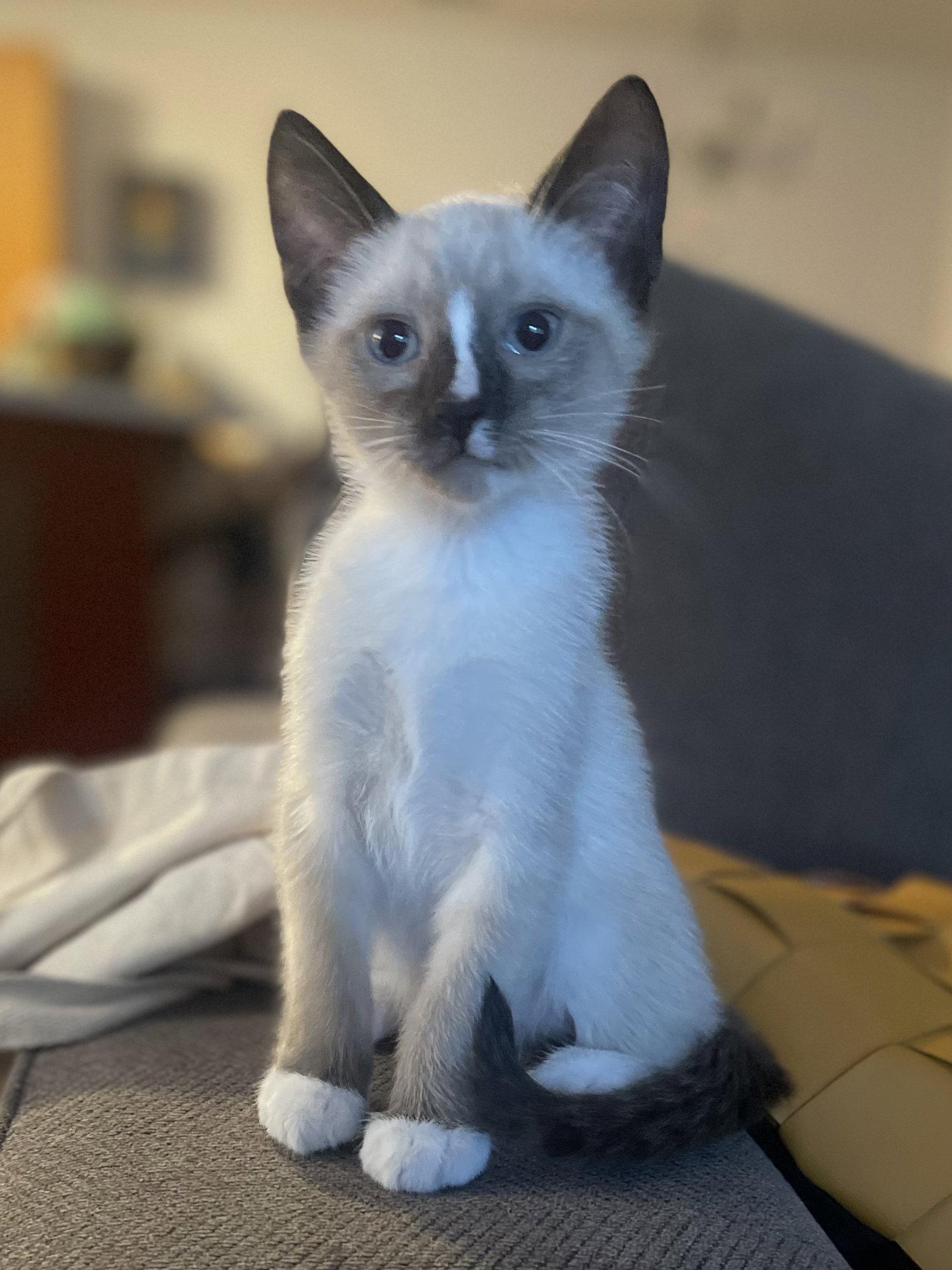 Enlarge Rerun - Bonded with Mirage, a Adoptable mixed breed in Fremont, CA image 1/3