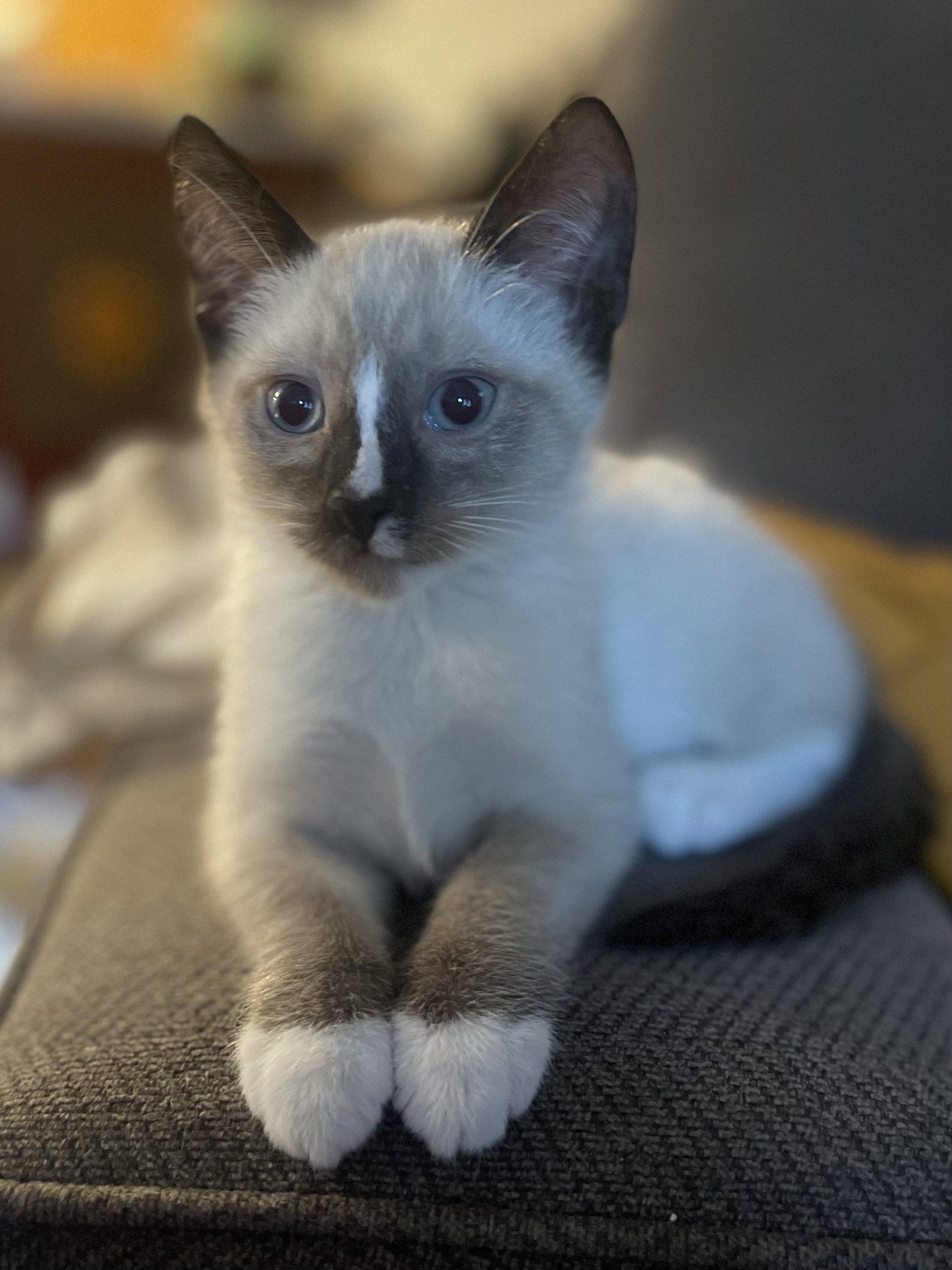 Enlarge Rerun - Bonded with Mirage, a Adoptable mixed breed in Fremont, CA image 2/3