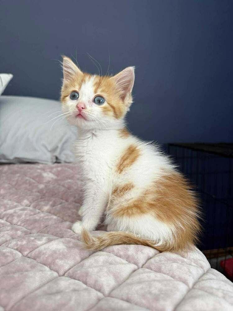 Frito, Adoptable, Kitten Female Domestic Short Hair.