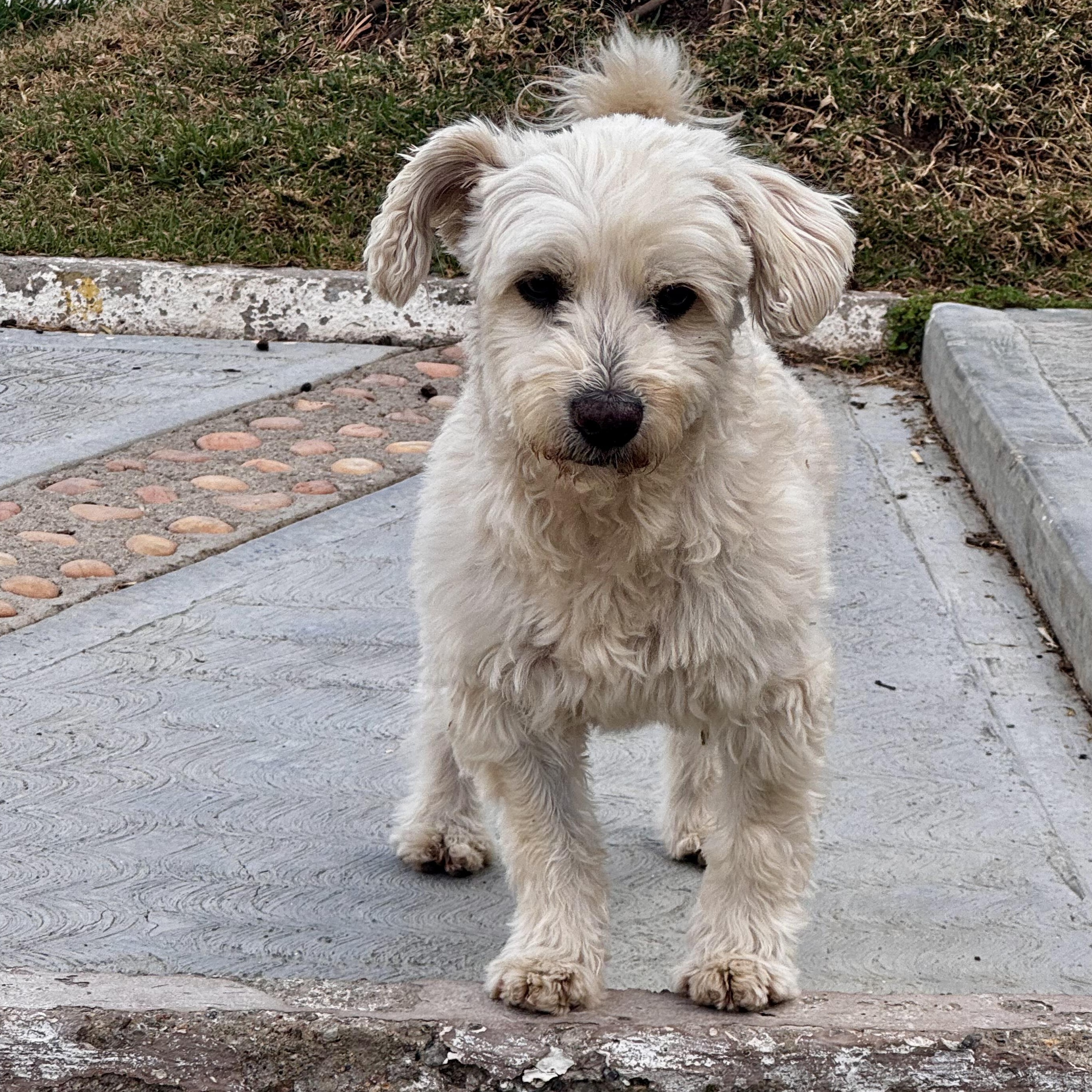 Snow — thumbnail 4