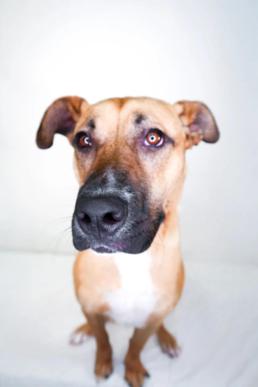 Hunter, a ADOPTABLE mixed breed in Bixby, OK image 2/5