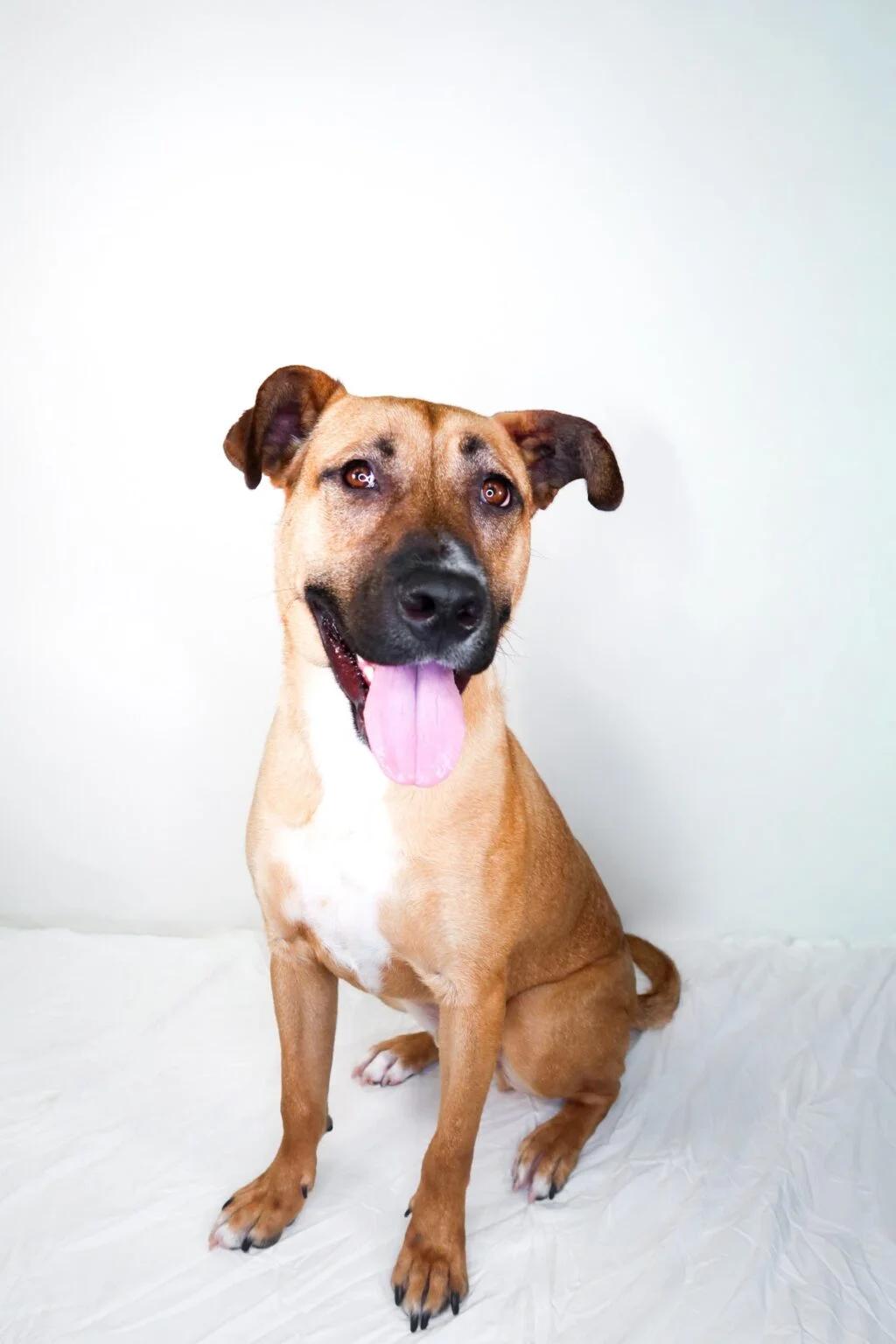 Hunter, a ADOPTABLE mixed breed in Bixby, OK image 3/5