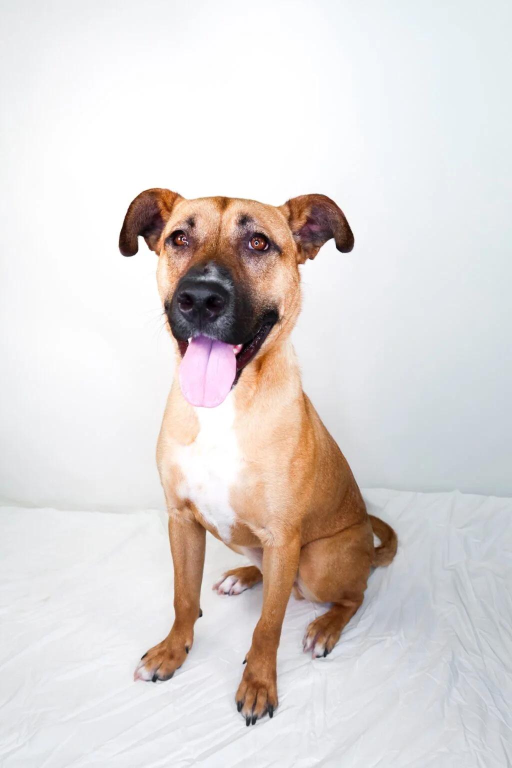 Hunter, a ADOPTABLE mixed breed in Bixby, OK image 1/5