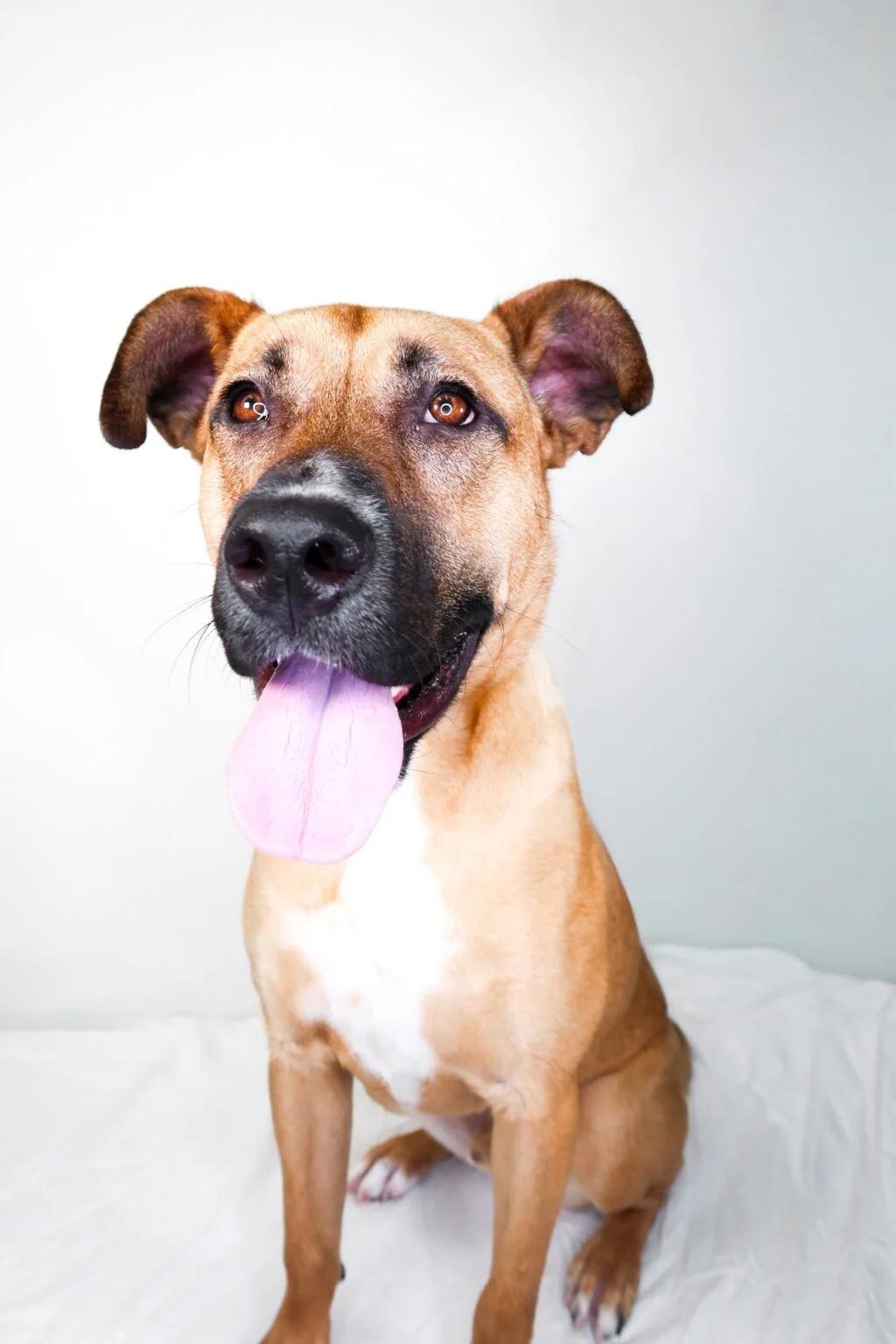 Hunter, a ADOPTABLE mixed breed in Bixby, OK image 4/5