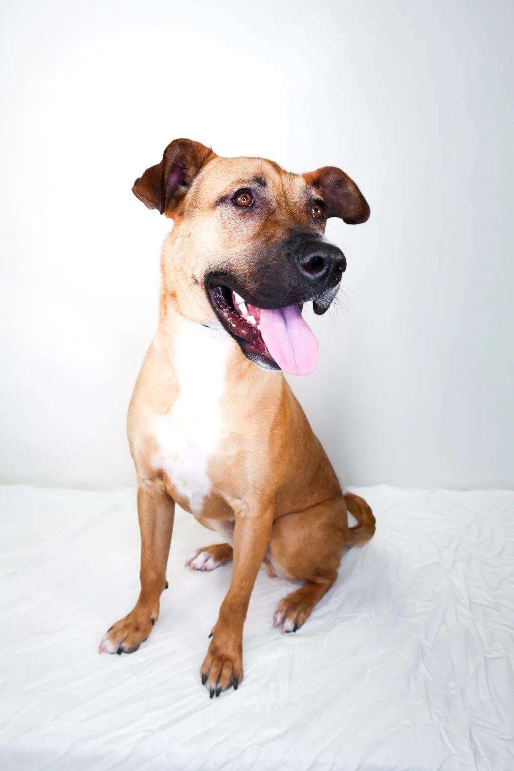 Hunter, a ADOPTABLE mixed breed in Bixby, OK image 5/5