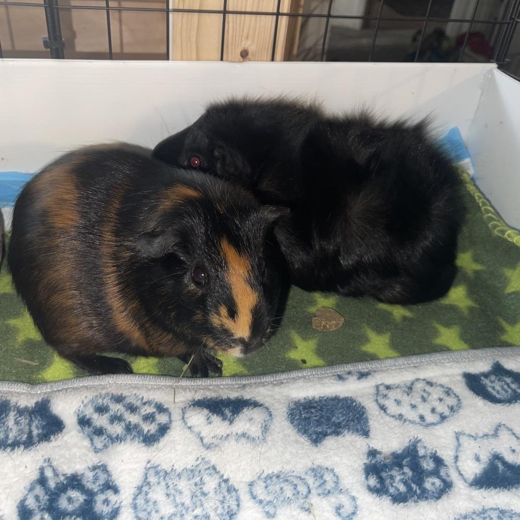 Dean (and Jimmy), Adoptable, Adult Male Guinea Pig.