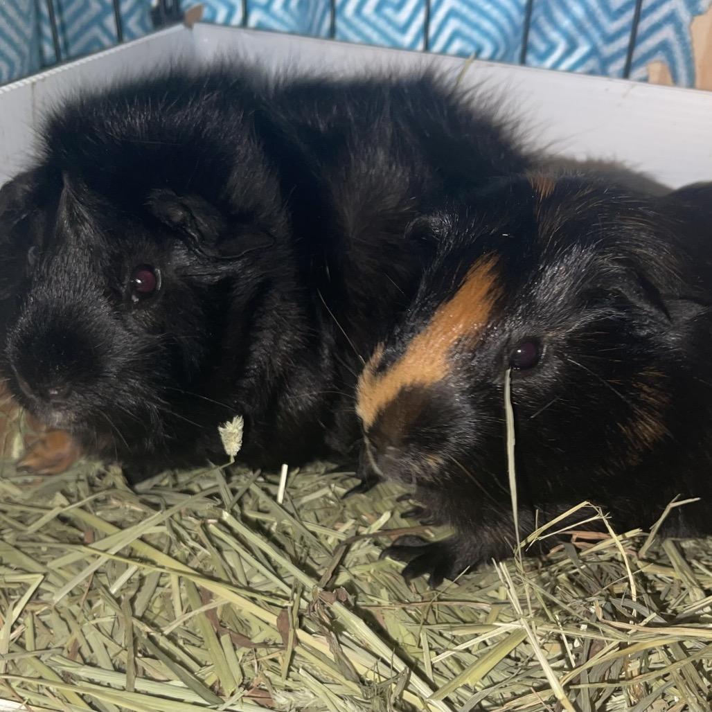 Enlarge Dean (and Jimmy), a Adoptable Guinea Pig in Columbia, MO image 3/5