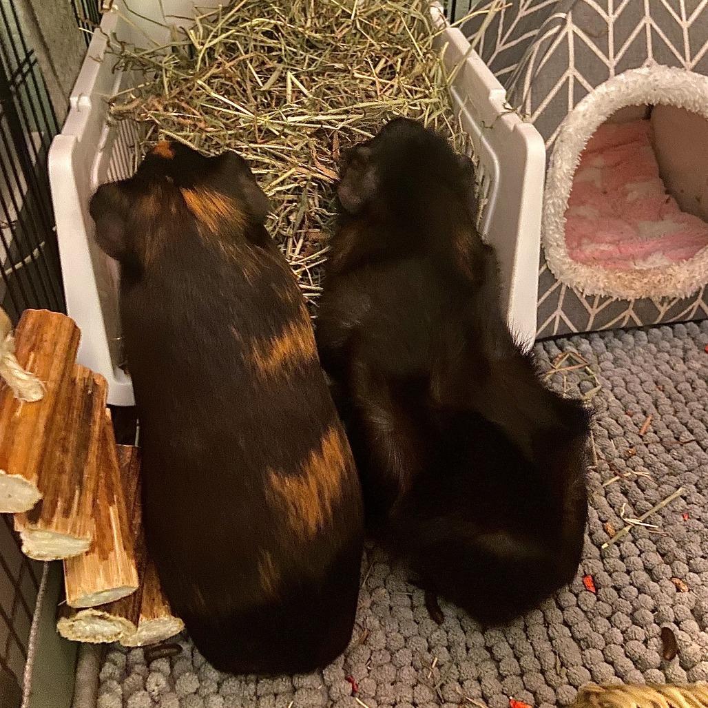 Enlarge Dean (and Jimmy), a Adoptable Guinea Pig in Columbia, MO image 4/5
