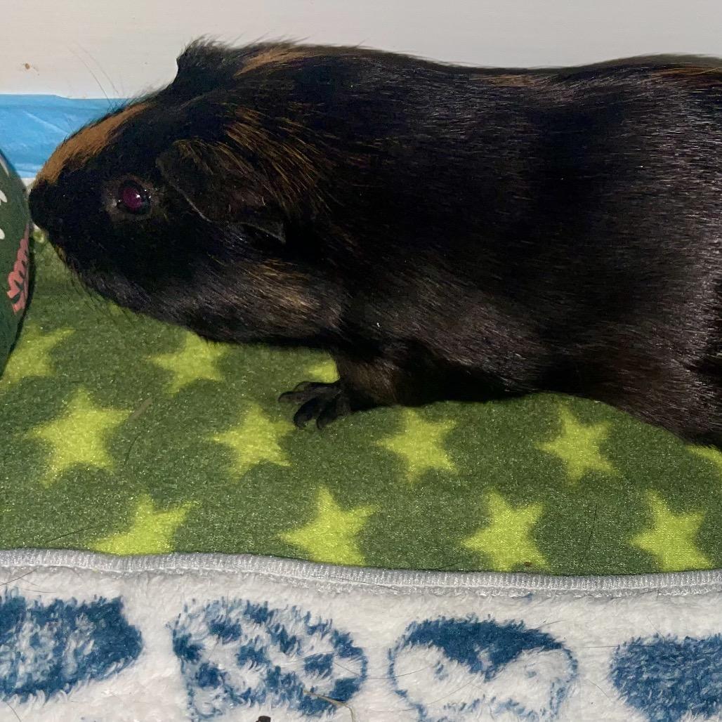 Enlarge Dean (and Jimmy), a Adoptable Guinea Pig in Columbia, MO image 5/5