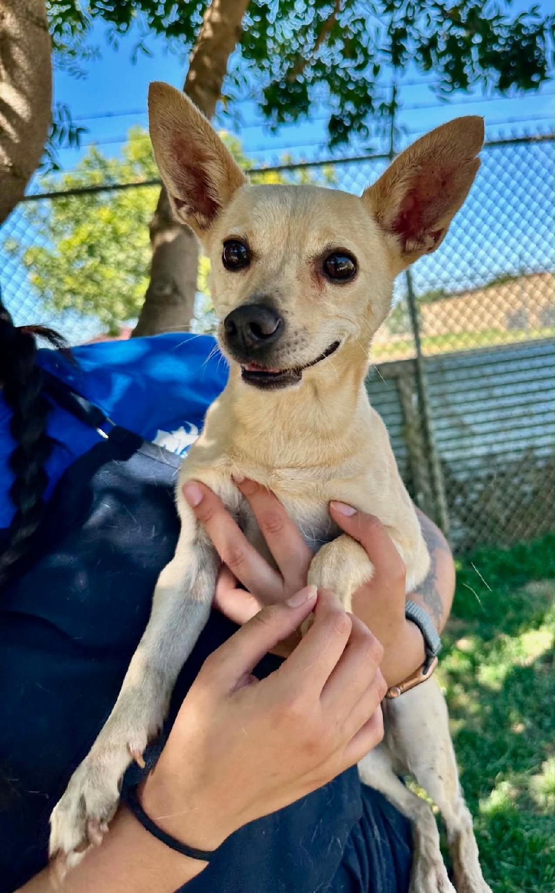 Chulu, ADOPTABLE, Adult Male Chihuahua.