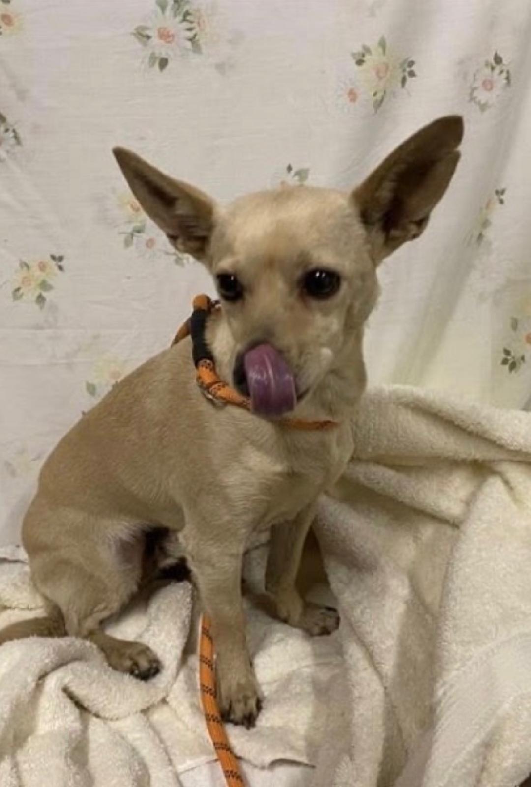 Chulu, a ADOPTABLE mixed breed in Amity, OR image 3/3