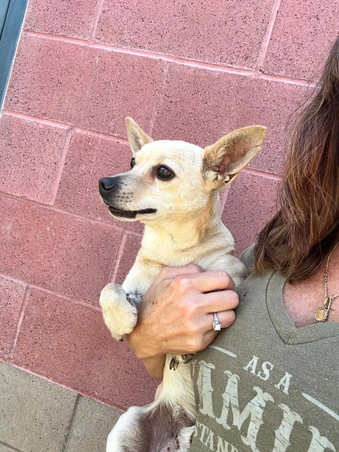 Chulu, a ADOPTABLE mixed breed in Amity, OR image 2/3