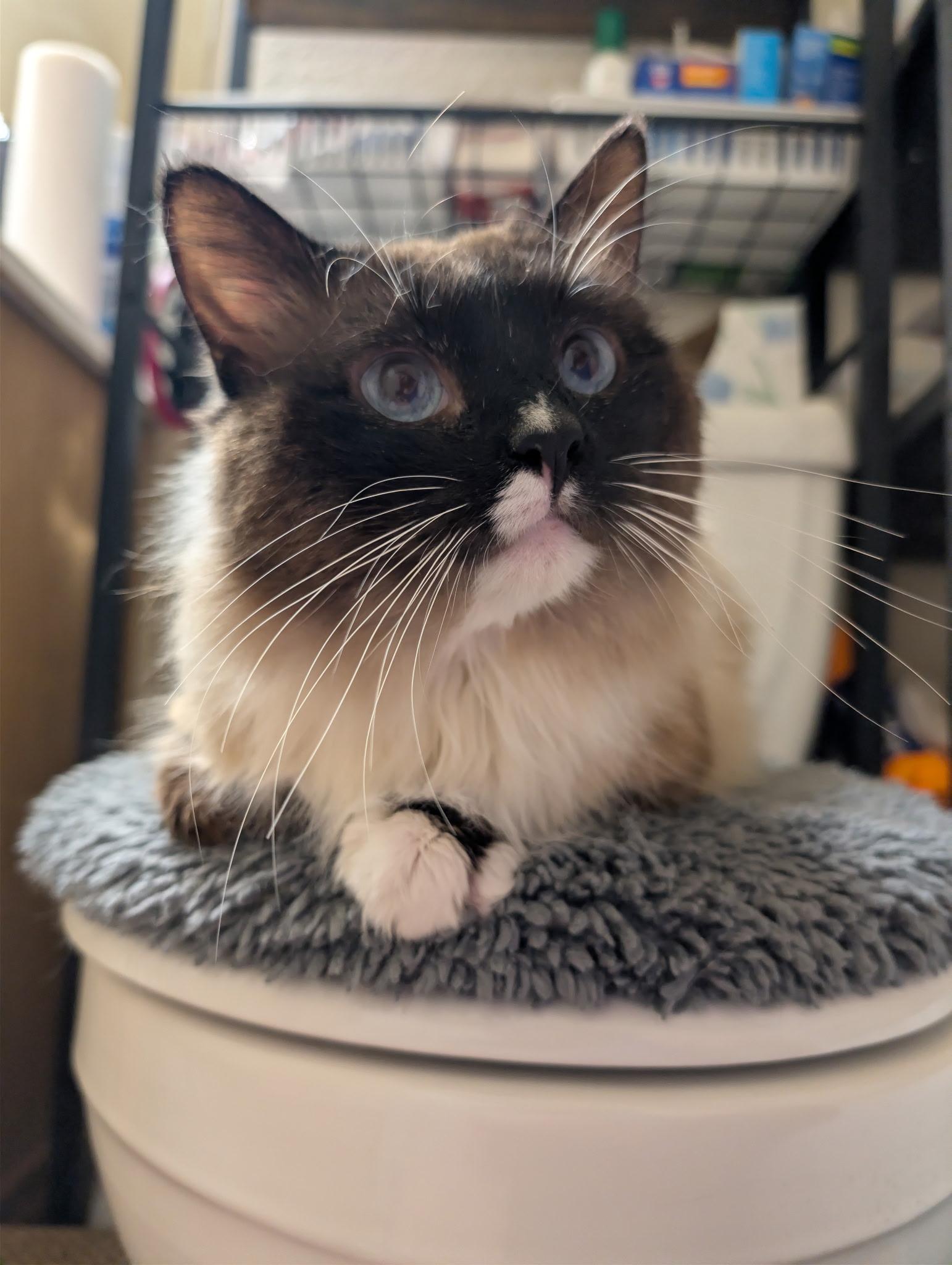 Enlarge Kai, an adopted mixed breed in Chandler, AZ image 2/2