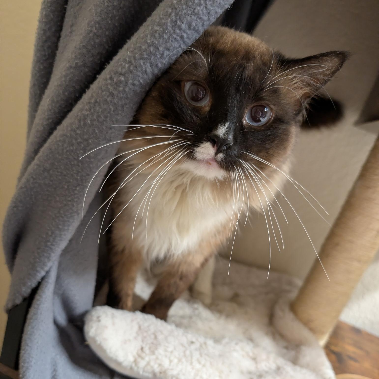 Kai, ADOPTABLE, Young Male Siamese & Domestic Long Hair.