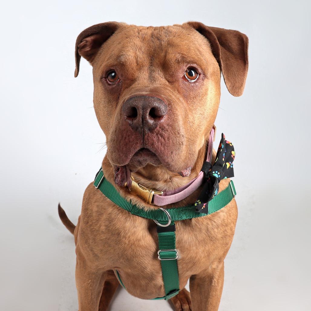 Enlarge Harley, a Adoptable Mixed Breed in Murray, UT image 1/6