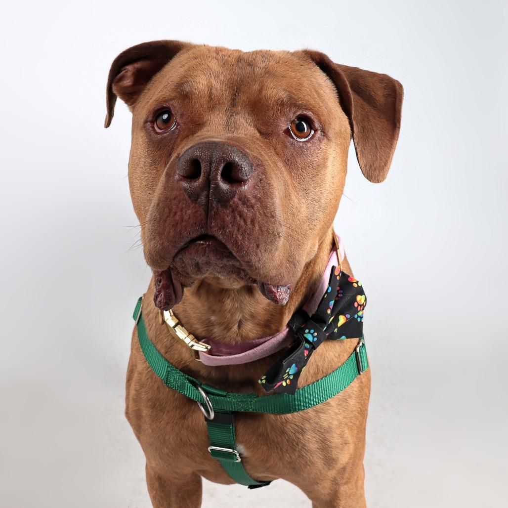 Enlarge Harley, a Adoptable Mixed Breed in Murray, UT image 2/6