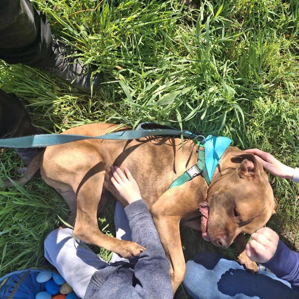 Enlarge Harley, a Adoptable Mixed Breed in Murray, UT image 3/6