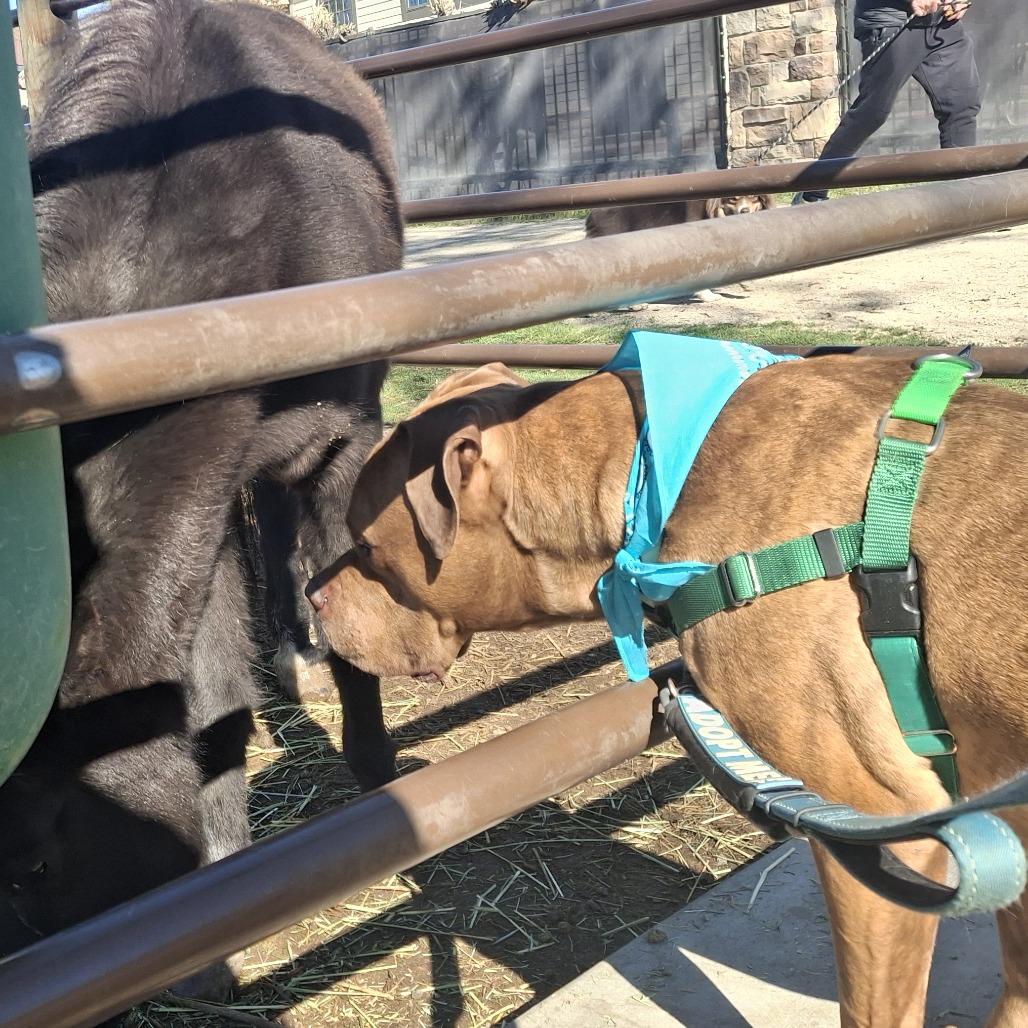 Enlarge Harley, a Adoptable Mixed Breed in Murray, UT image 4/6