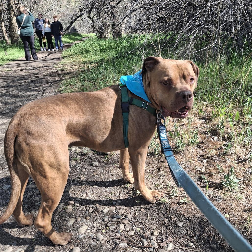Enlarge Harley, a Adoptable Mixed Breed in Murray, UT image 5/6