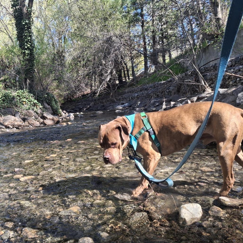 Enlarge Harley, a Adoptable Mixed Breed in Murray, UT image 6/6