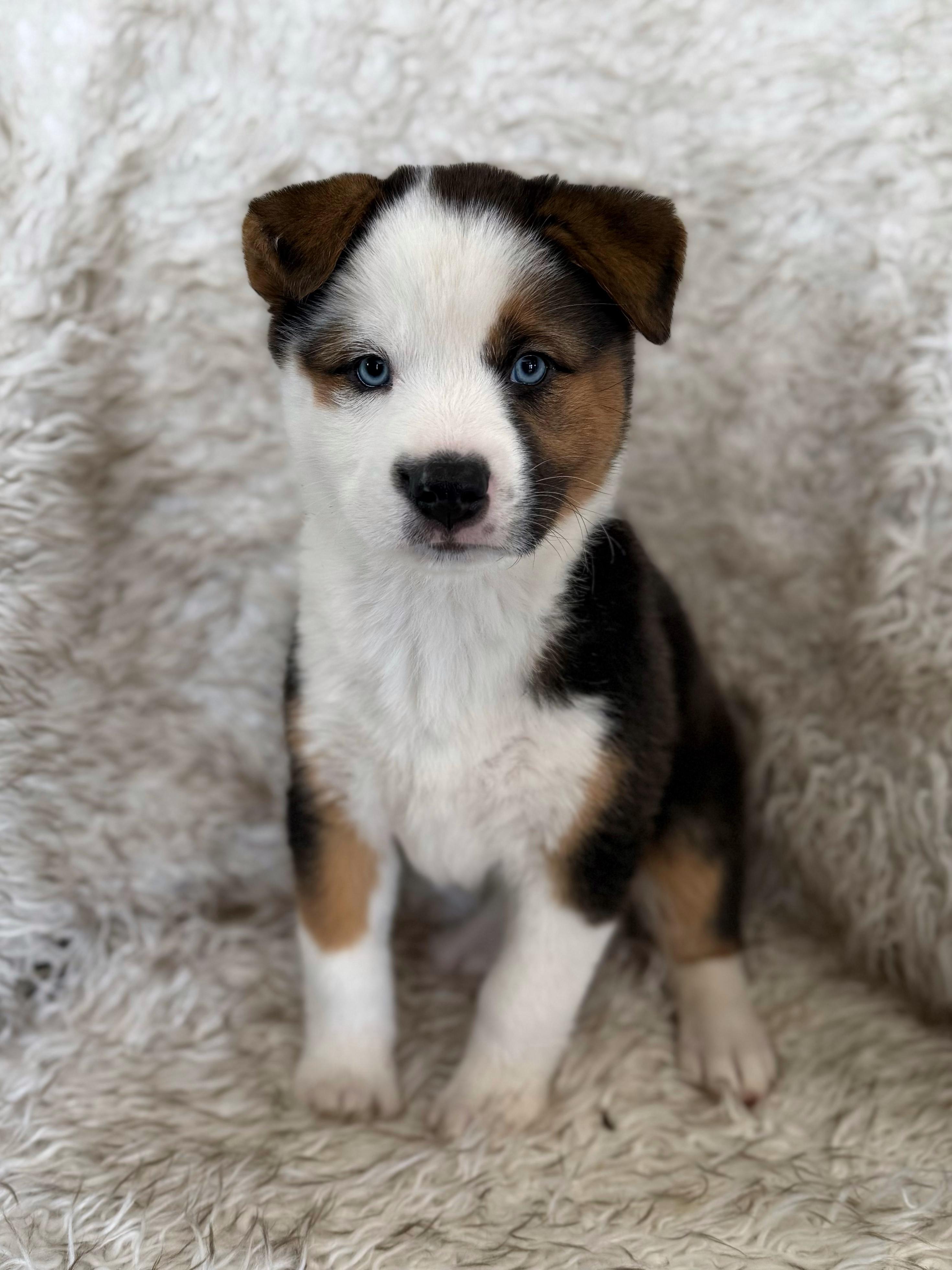 Enlarge Sake, an adopted mixed breed in Eagle, CO image 1/4