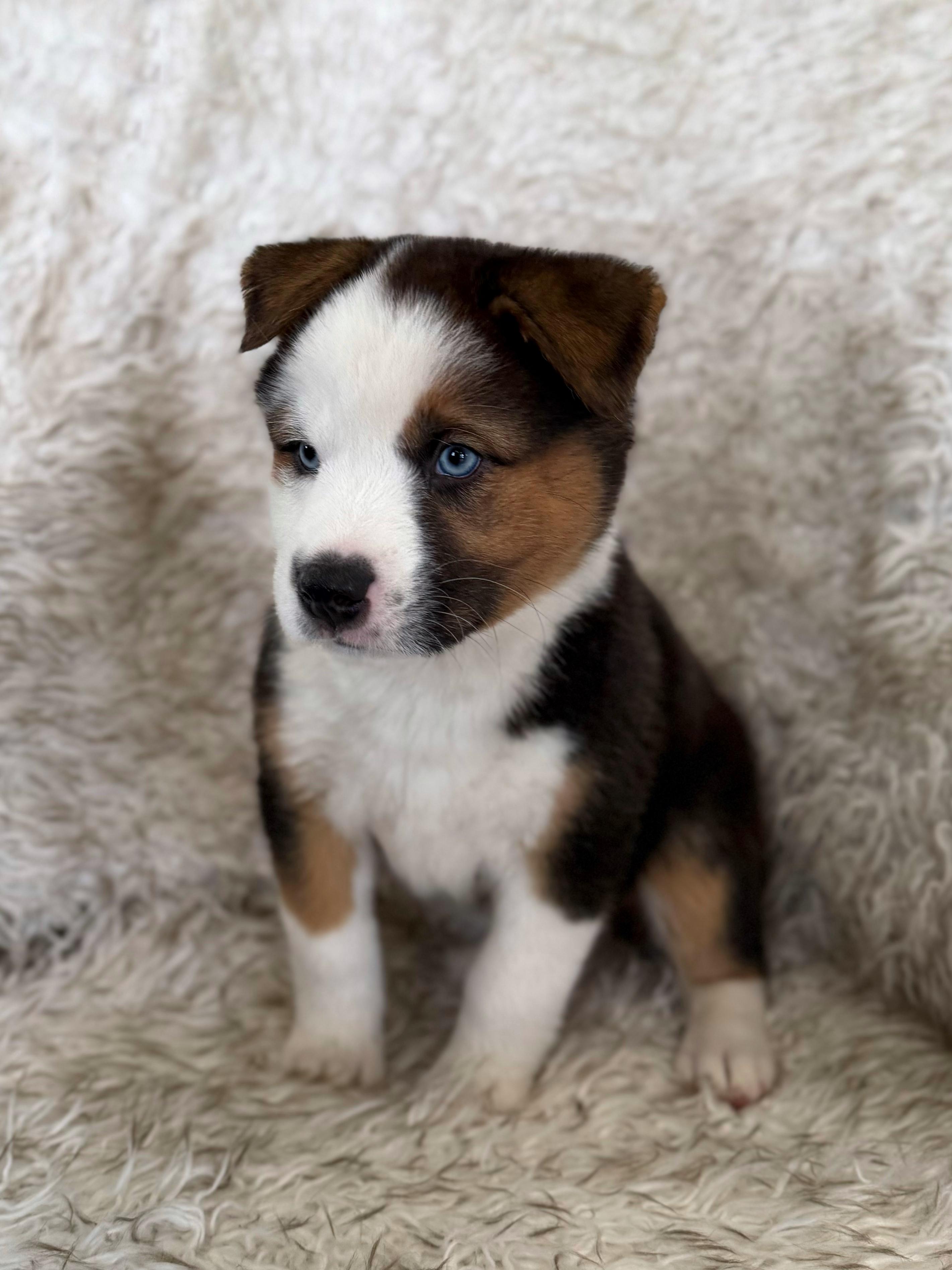 Enlarge Sake, an adopted mixed breed in Eagle, CO image 2/4