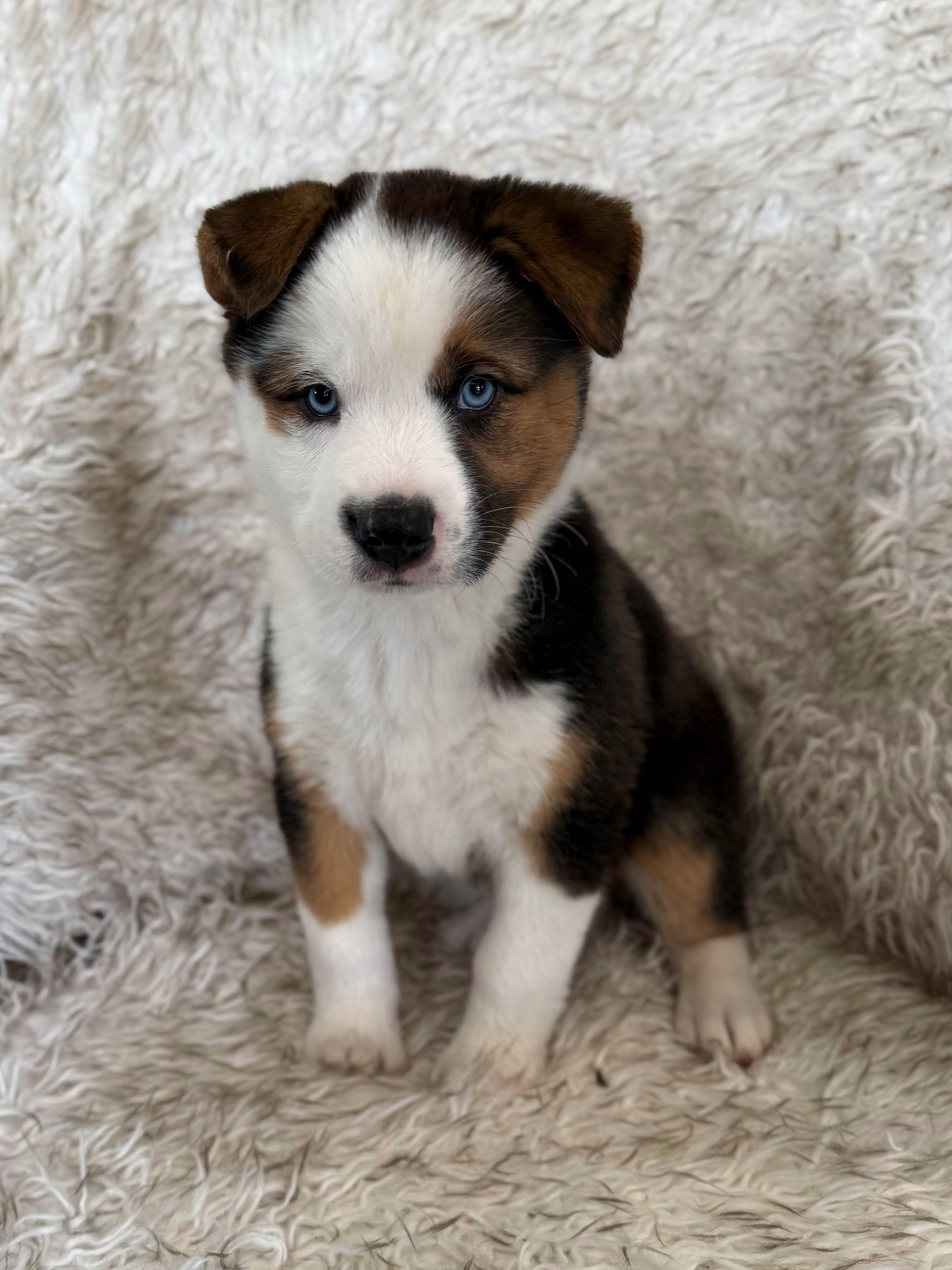 Enlarge Sake, an adopted mixed breed in Eagle, CO image 4/4