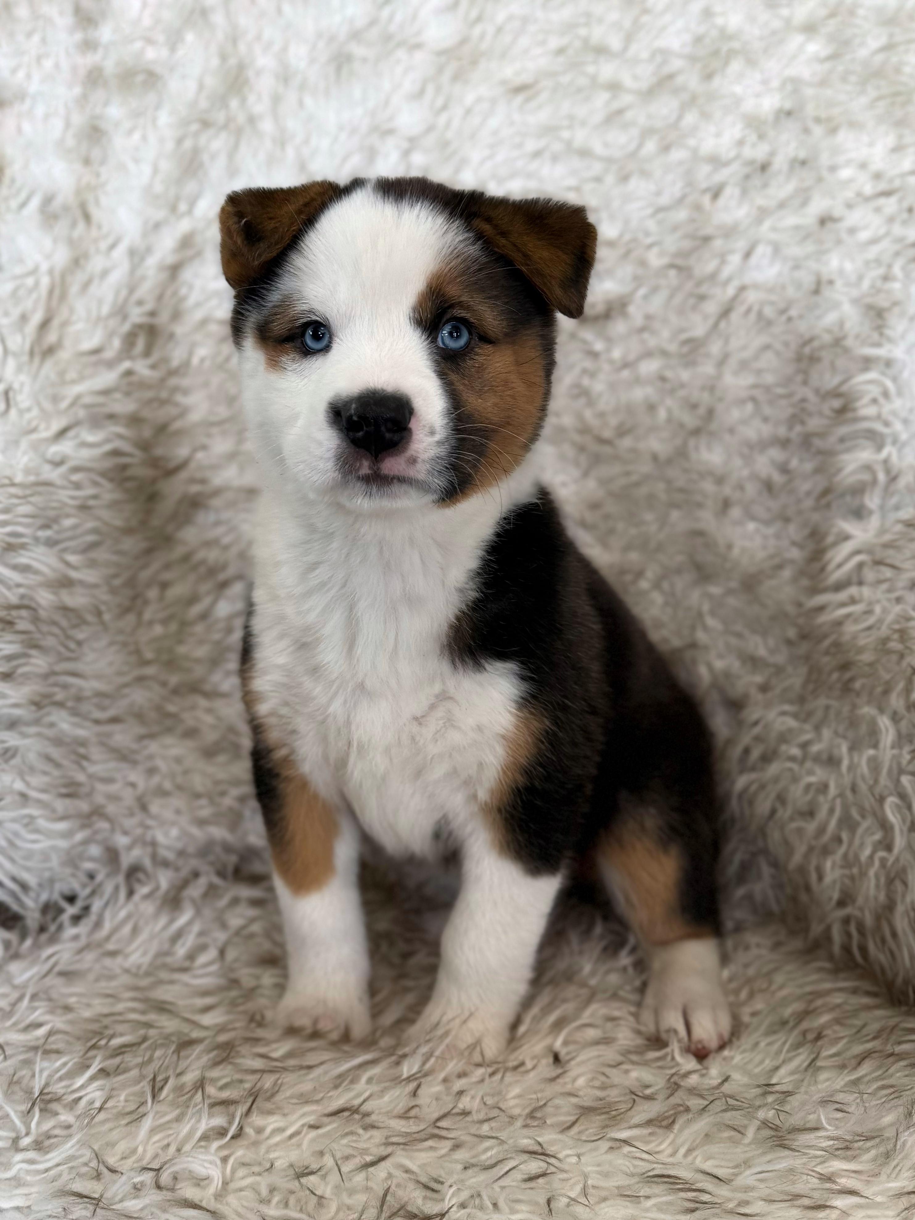 Enlarge Sake, an adopted mixed breed in Eagle, CO image 3/4