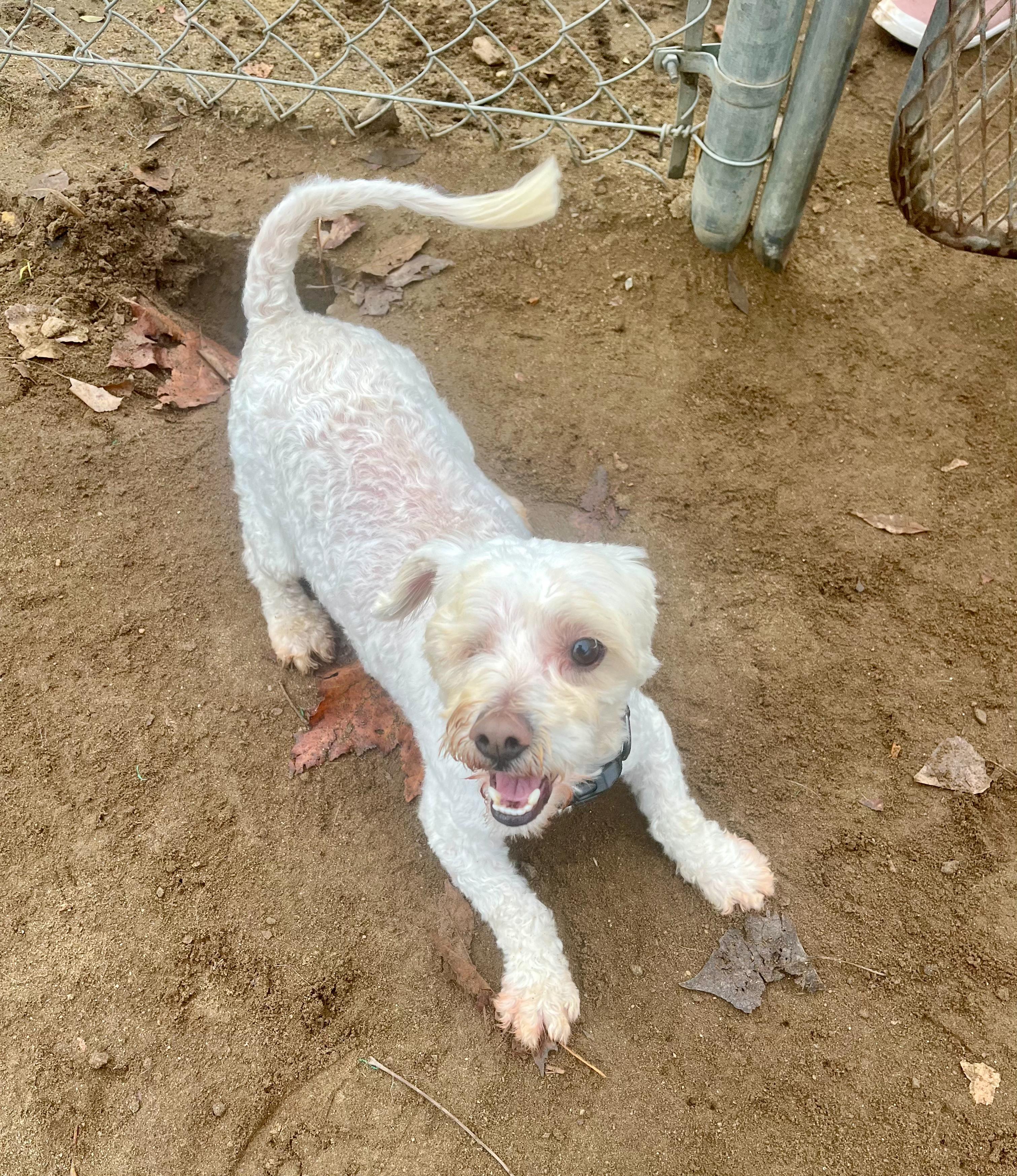Enlarge HANK THE ONE EYE WONDER , a ADOPTABLE mixed breed in Fresno, CA image 5/5