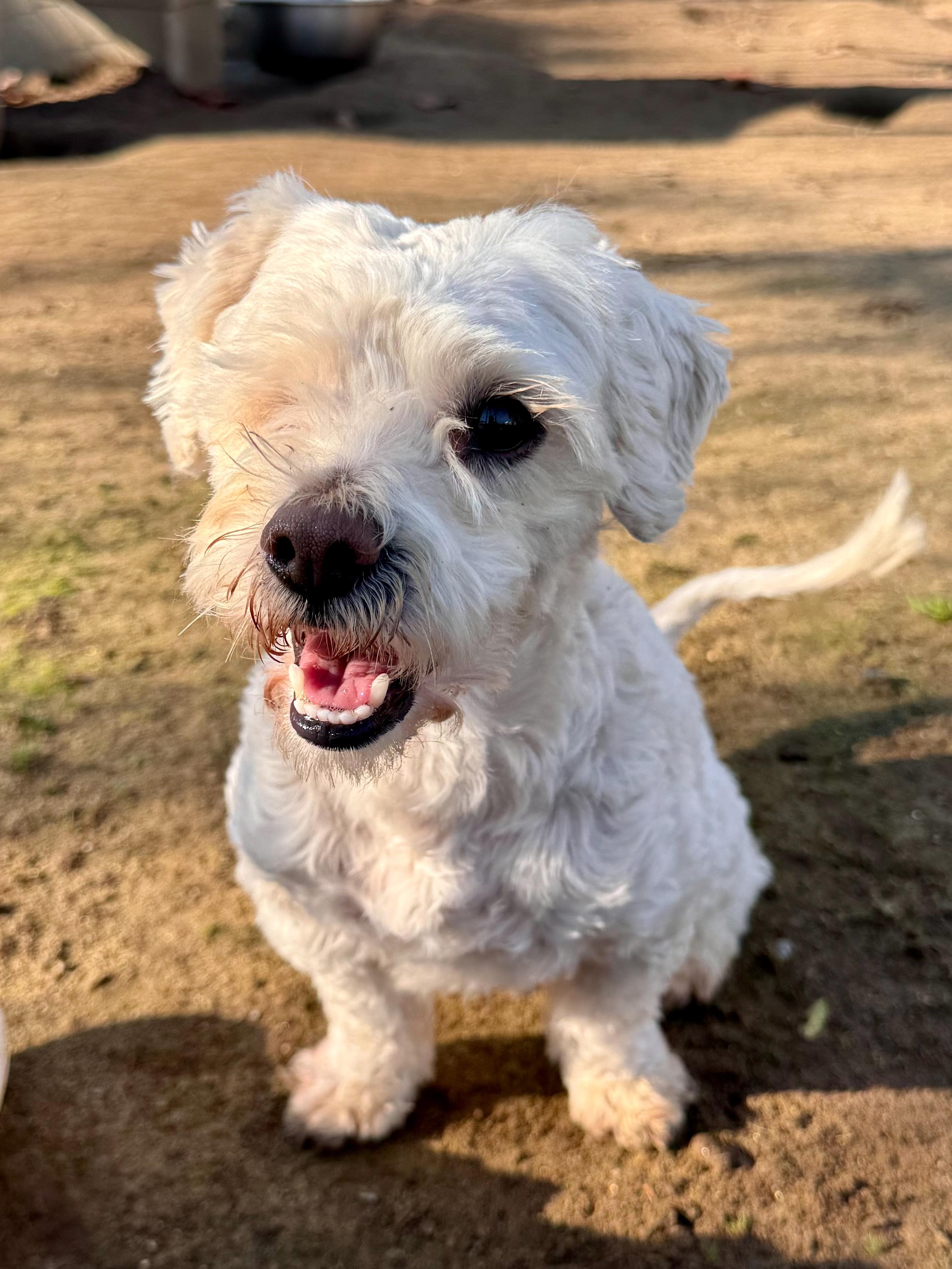 HANK THE ONE EYE WONDER , ADOPTABLE, Adult Male Terrier.