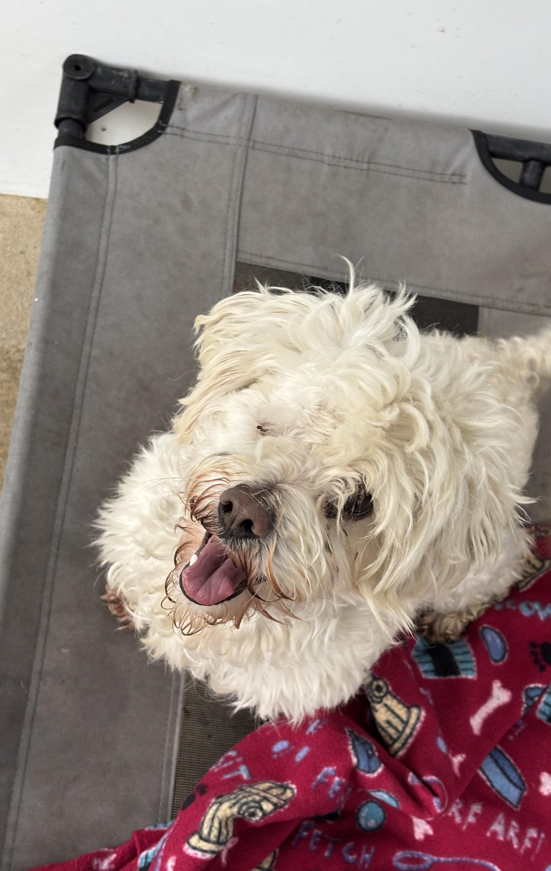 Enlarge HANK THE ONE EYE WONDER , a ADOPTABLE mixed breed in Fresno, CA image 3/5