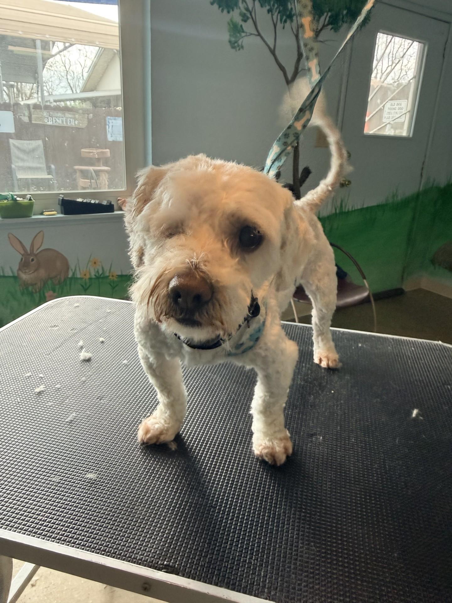 Enlarge HANK THE ONE EYE WONDER , a ADOPTABLE mixed breed in Fresno, CA image 2/5