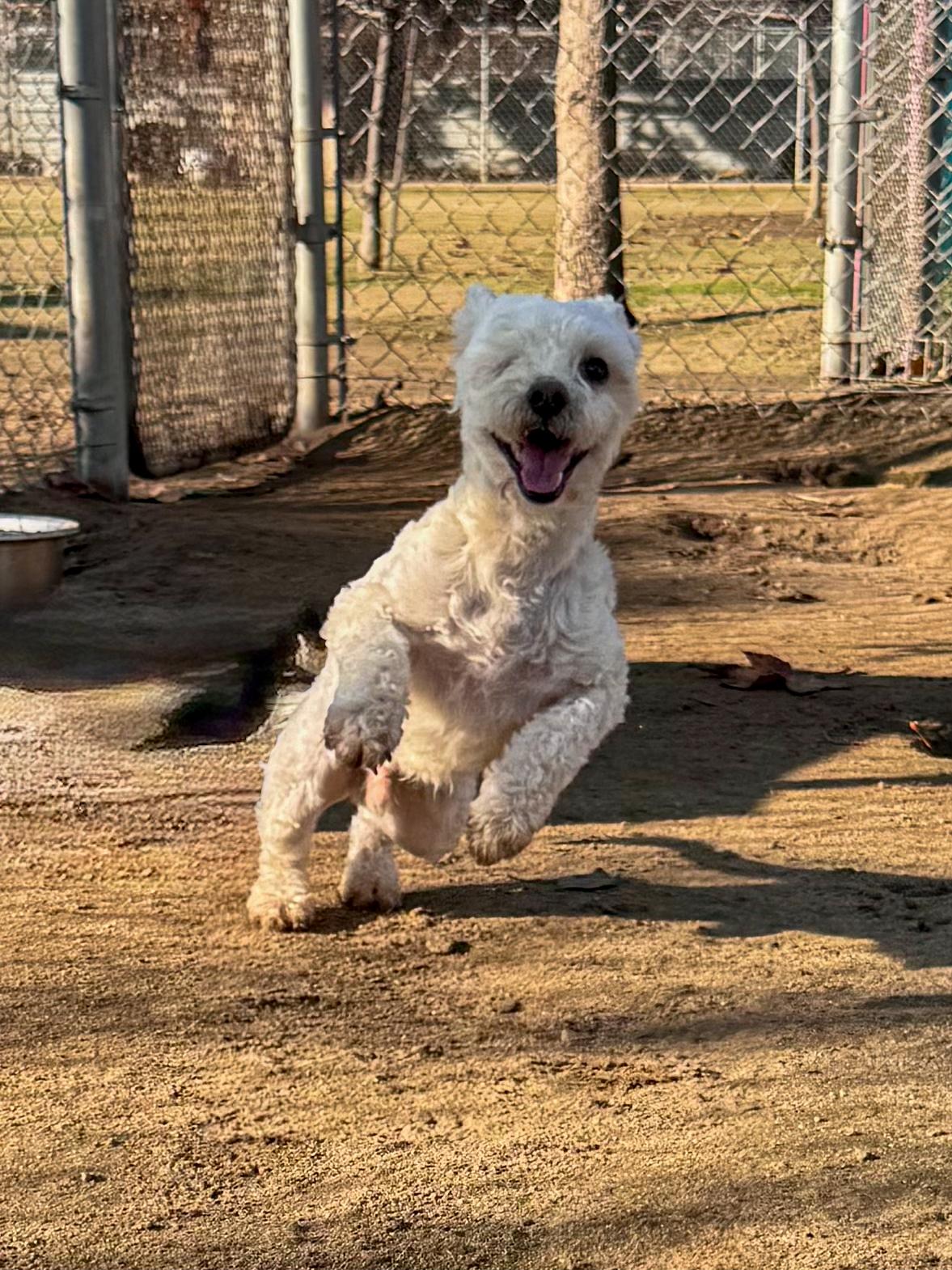 Enlarge HANK THE ONE EYE WONDER , a ADOPTABLE mixed breed in Fresno, CA image 5/5