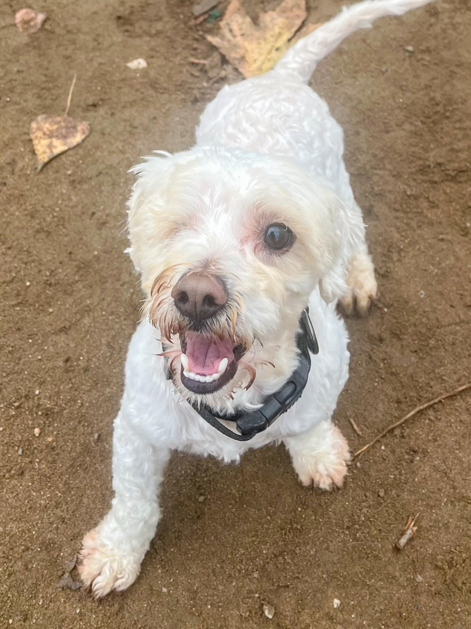 HANK THE ONE EYE WONDER , ADOPTABLE, Adult Male Terrier.