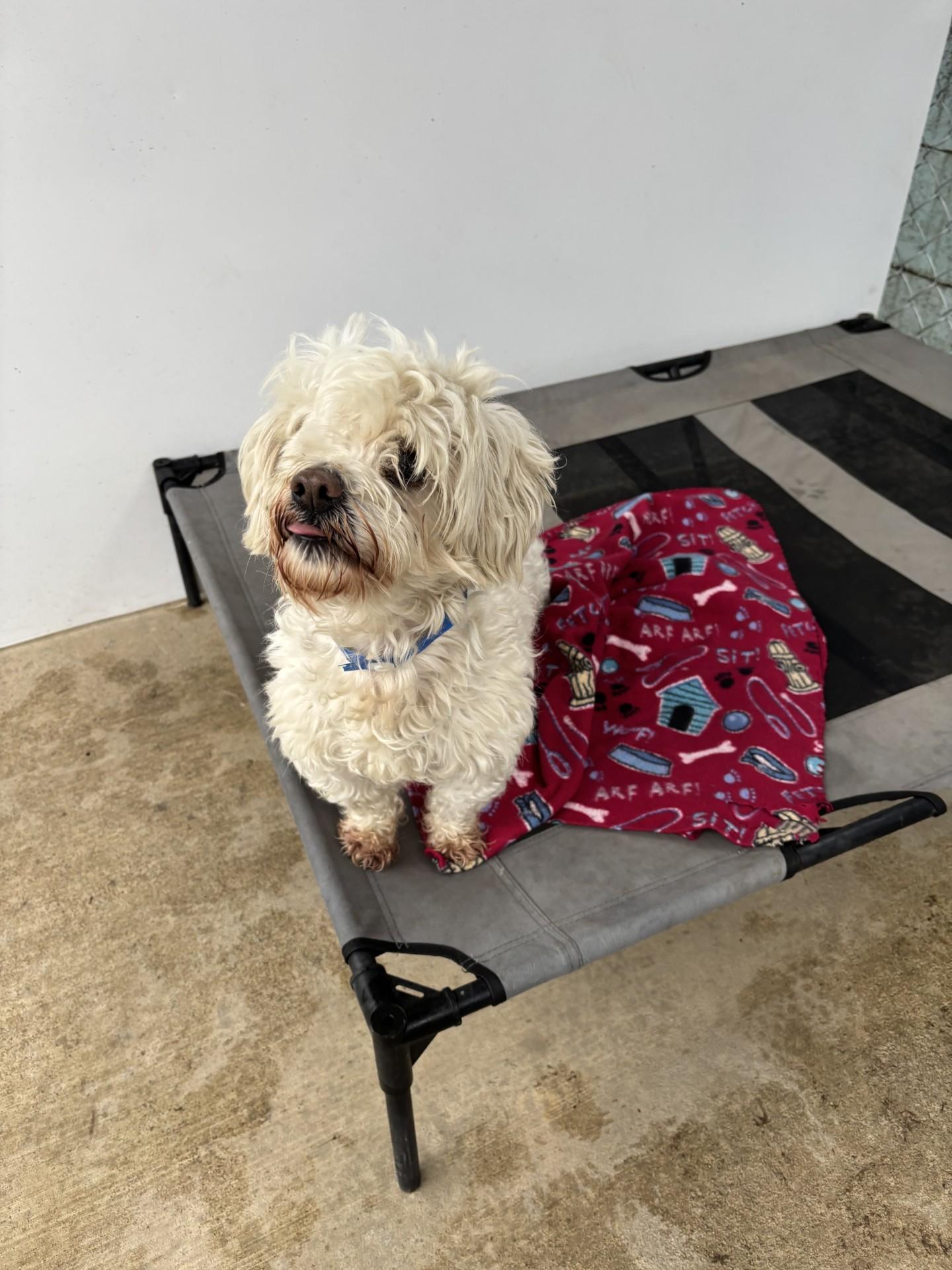 Enlarge HANK THE ONE EYE WONDER , a ADOPTABLE mixed breed in Fresno, CA image 4/5