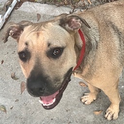 Bella, a Adoptable mixed breed in Pass Christian, MS image 2/6