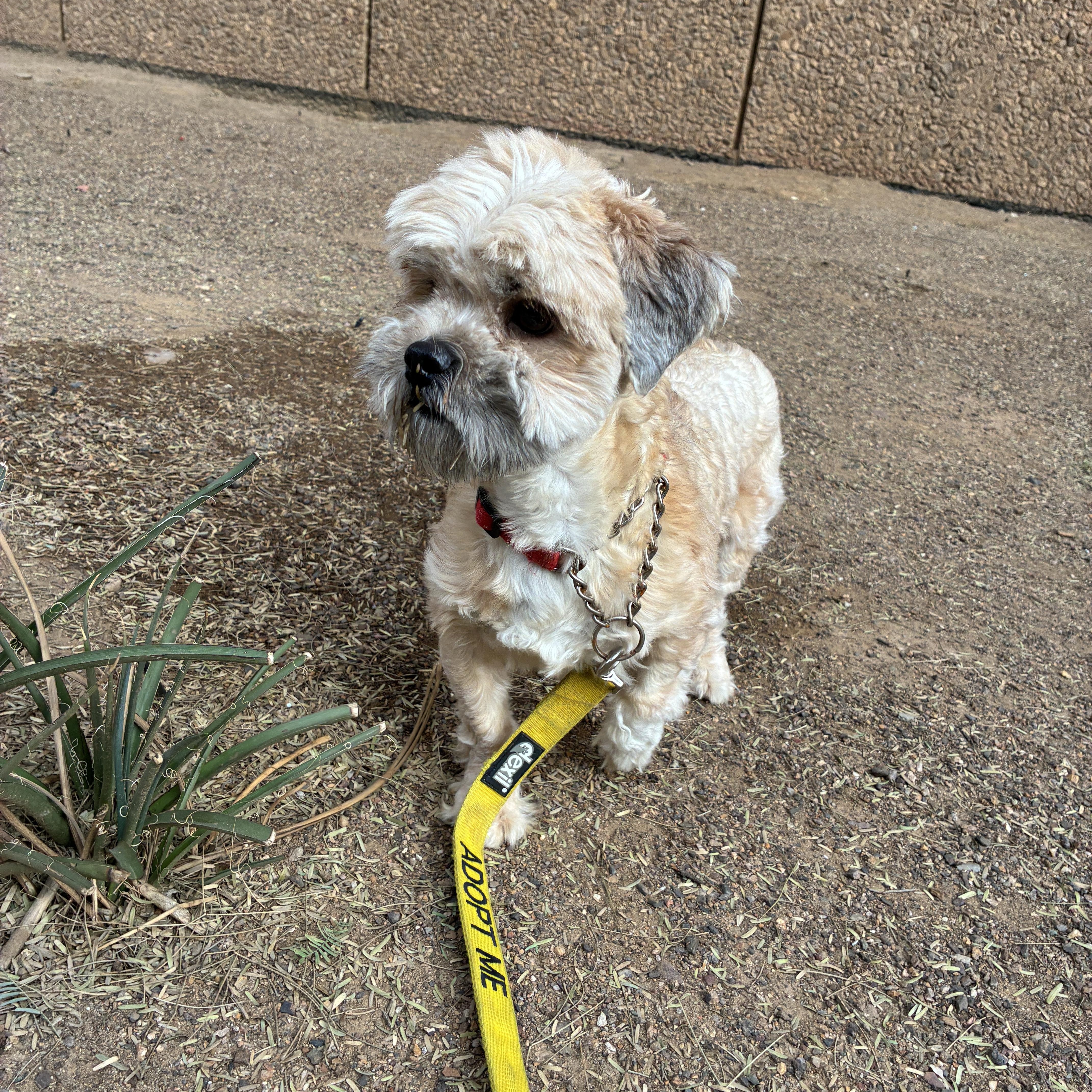 Bissell 4289, adopted, Young Female Terrier.